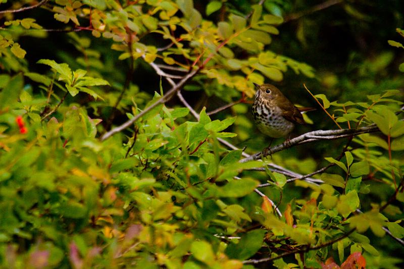 Hermit Thrush